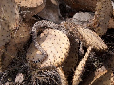 Young Western Diamond Back rattler trying to hide in a drought stricken cactus