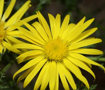 yellow spiny aster