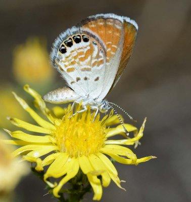 Western Pygmy-Blue (Brephidium exilis)