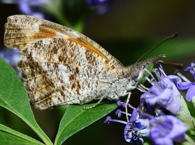 Snout butterfly on Vitex