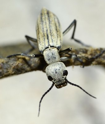 Blister Beetle in SW Texas.