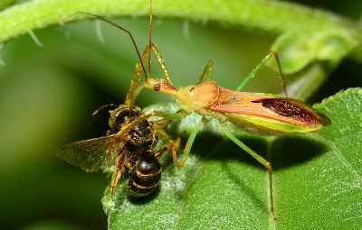 assassin bug and bee