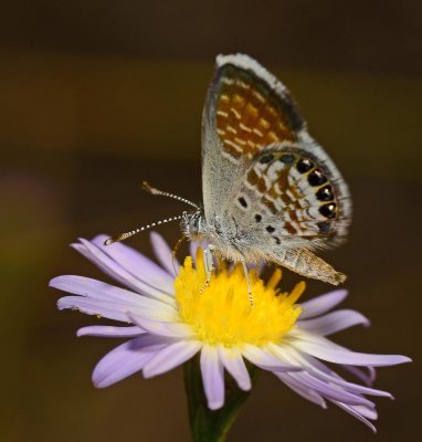 Western Pygmy Blue