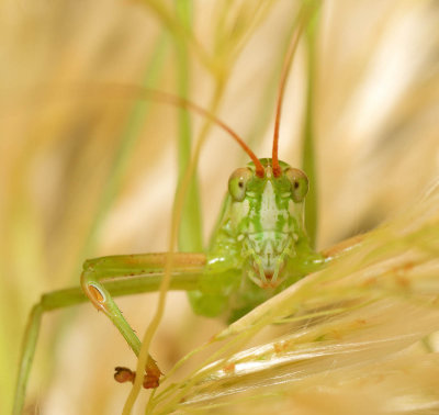 katydid in the pampas grass