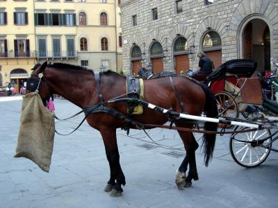 A horse at Piazza Signoria