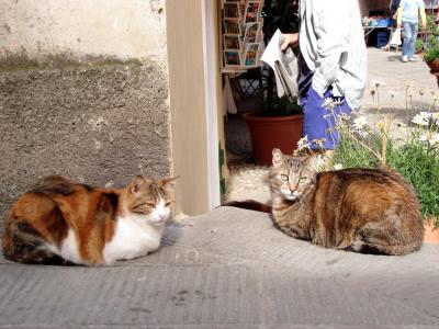 3 cats at Vernazza