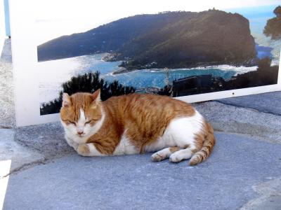a cat at Portovenere