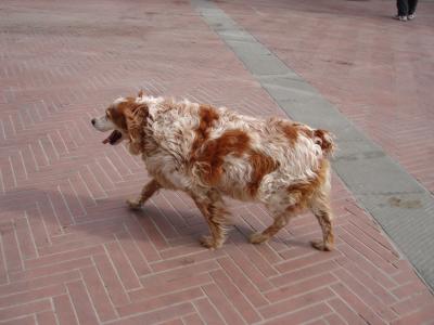 a dog at San Gimignano