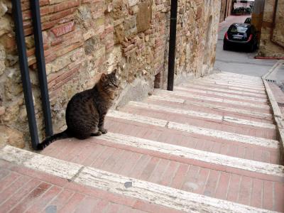 a cat at San Gimignano