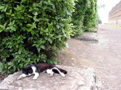 a cat at Villa Adriana