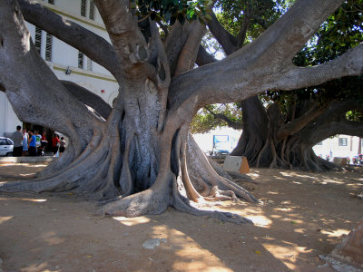 the old ficus trees