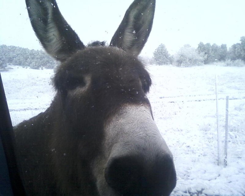 Lunch??? Chores in the snow :)