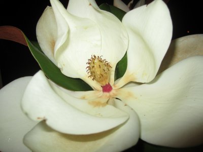 Love the magnolia's