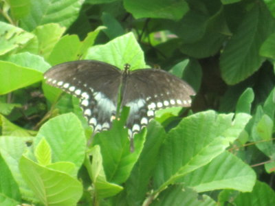 The butterflies of Mott Lake