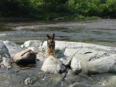 Max puppers swimming the Ausable River