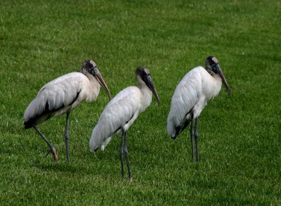 Three Stooges-Wood Storks