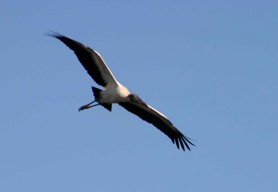 Soaring Wood Stork