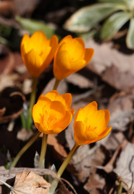 Spring is here.jpg