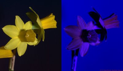 Narcis Daffodil_VIS_UV_c.jpg