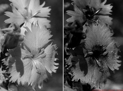 Dianthus test1 bw_c.jpg