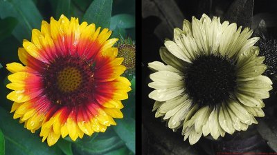 Gaillardia_aristata_VIS_UV_c.jpg