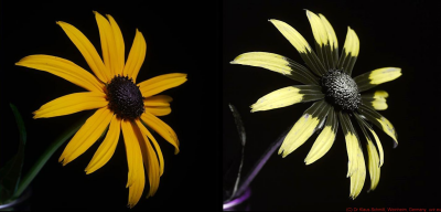 Rudbeckia_fulgida_VIS_UV_c.jpg