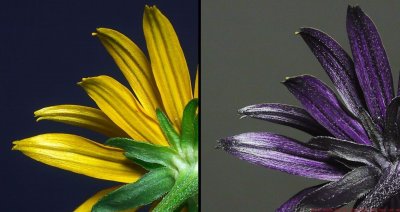 Rudbeckia_fulgida_rear_II.jpg