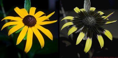 Rudbeckia_fulgida_opening_IV_c.jpg