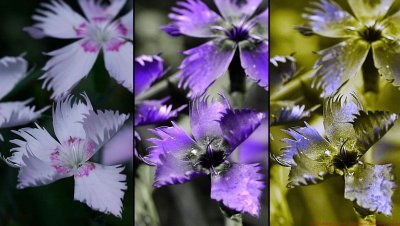 Dianthus_VIS_U2_J2_Screen 01251_c.jpg