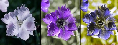 Dianthus_VIS_U2_J2_Screen 01267a_c.jpg