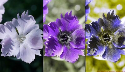 Dianthus_VIS_U2_J2_Screen 01266a_c.jpg