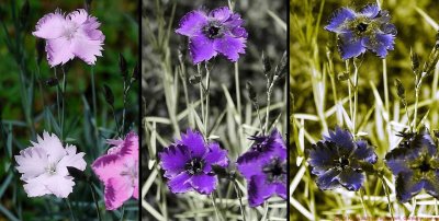 Dianthus_VIS_U2_J2_Screen 01272a_c.jpg