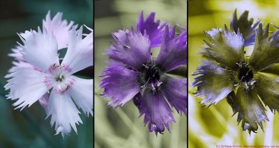 Dianthus_VIS_U2_J2_Screen 01278a_c.jpg