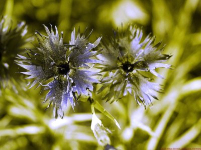 Dianthus_J2_P1400224_(c).jpg