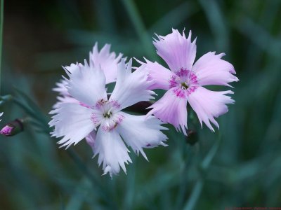 Dianthus_VIS_P1400158_(c).jpg