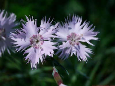 Dianthus_VIS_P1400214_(c).jpg