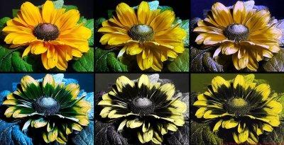 RudbeckiaH_VIS_BV_UV_c.jpg