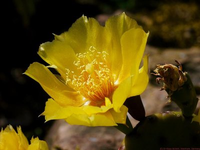 Opuntia_humifusa_VIS_P1440772_c.jpg