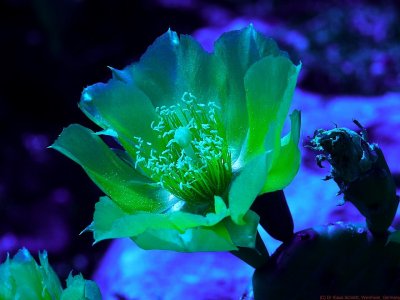 Opuntia_humifusa_BV6_P1440735_c.jpg