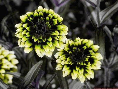 Zinnia_angustifolia_UV_P1440492_c.jpg