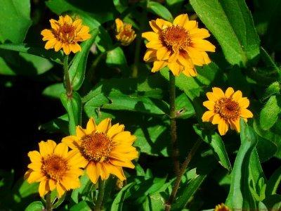 Zinnia_angustifolia_VIS_P1440307_c.jpg