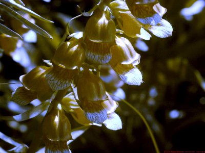 Digitalis_laevigata_BV2_P1440605_c.jpg