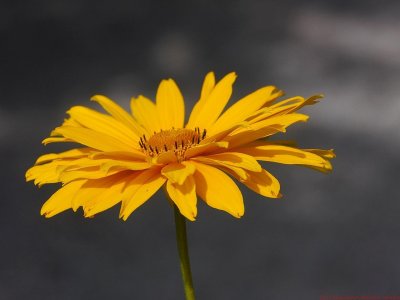 Helianthus_VIS_P1440941_c.jpg