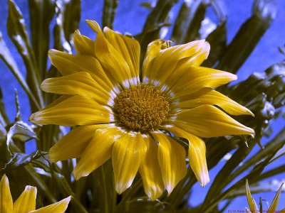 Gazania_yellow_XBV2_P1460853_bv_c.jpg