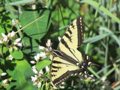 Swallowtail.jpg