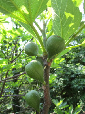 Figs! we also saw limes, lemons, olives growing