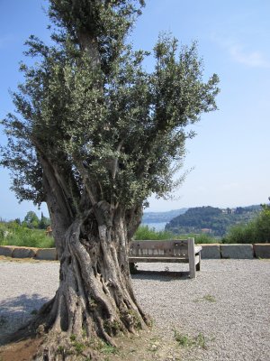 A very old olive tree at the end of a hike which involved much more vertical climbing than anticipated
