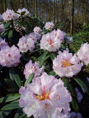 These rhododendron are in bloom!
