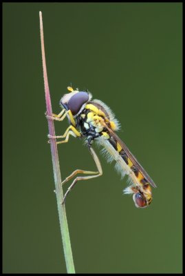 IMG_9777rid900.JPG