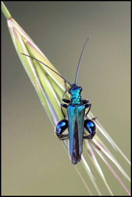 Oedemera Nobilis